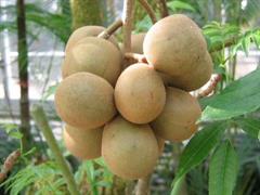 اسپاندیاس پیناتا